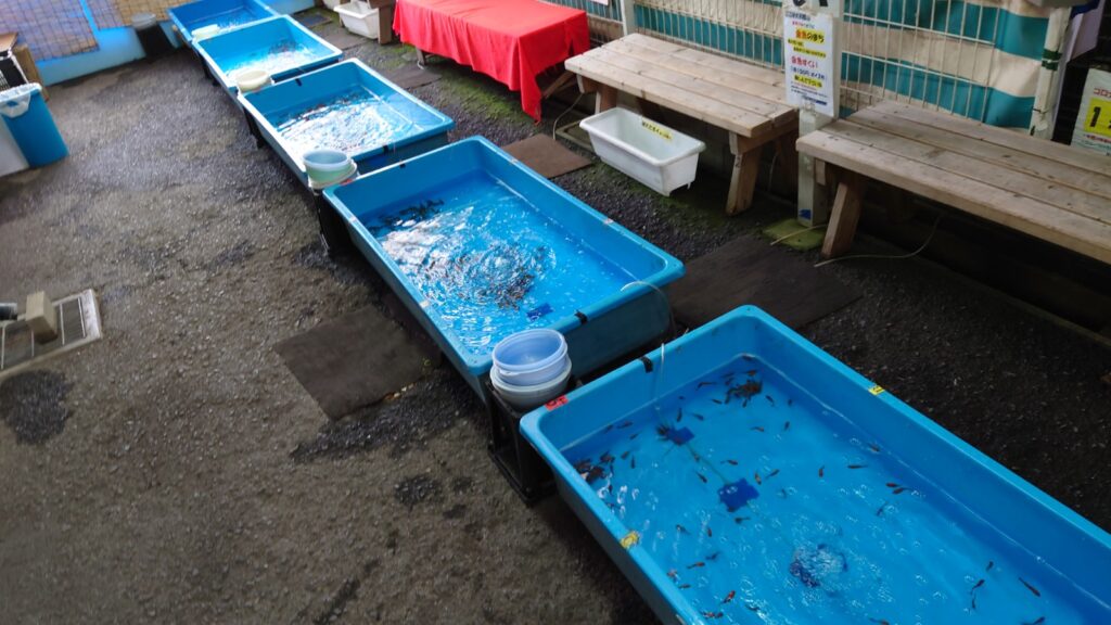 大和郡山市のお土産を買うならココ 金魚すくいもできる こちくやを紹介