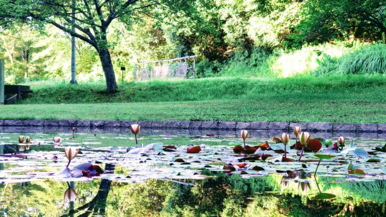 夏 大和民俗公園を散策 睡蓮 スイレン が見ごろ