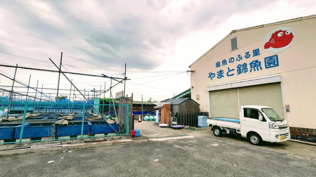 これであなたも金魚博士 大和郡山市の金魚資料館